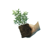 Hebe Variegata - Frankton's