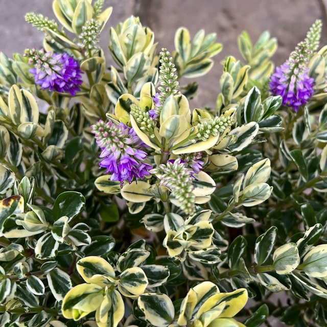 Hebe Variegata - Frankton's