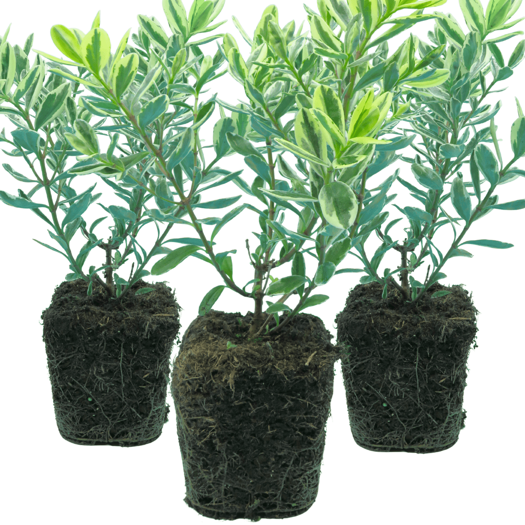 Hebe Variegata - Frankton's