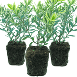 Hebe Variegata - Frankton's