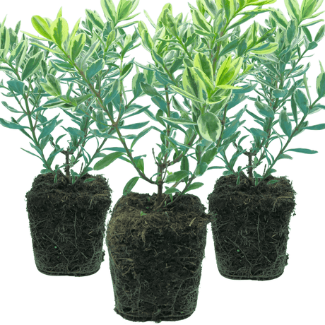 Hebe Variegata - Frankton's