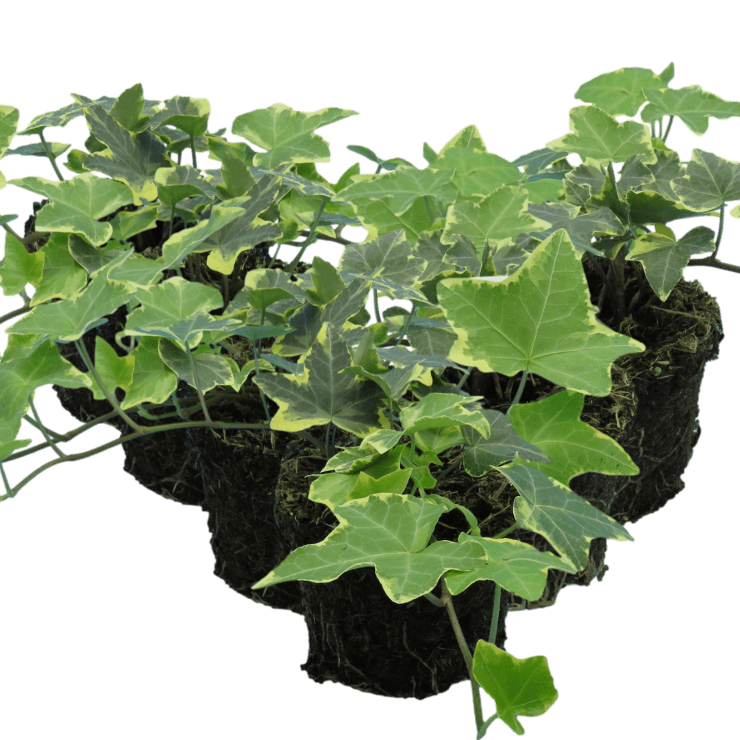 Hedera Helix Gold Variegated - Frankton's