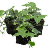 Hedera Helix Gold Variegated - Frankton's