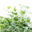 Hedera Helix Gold Variegated - Frankton's