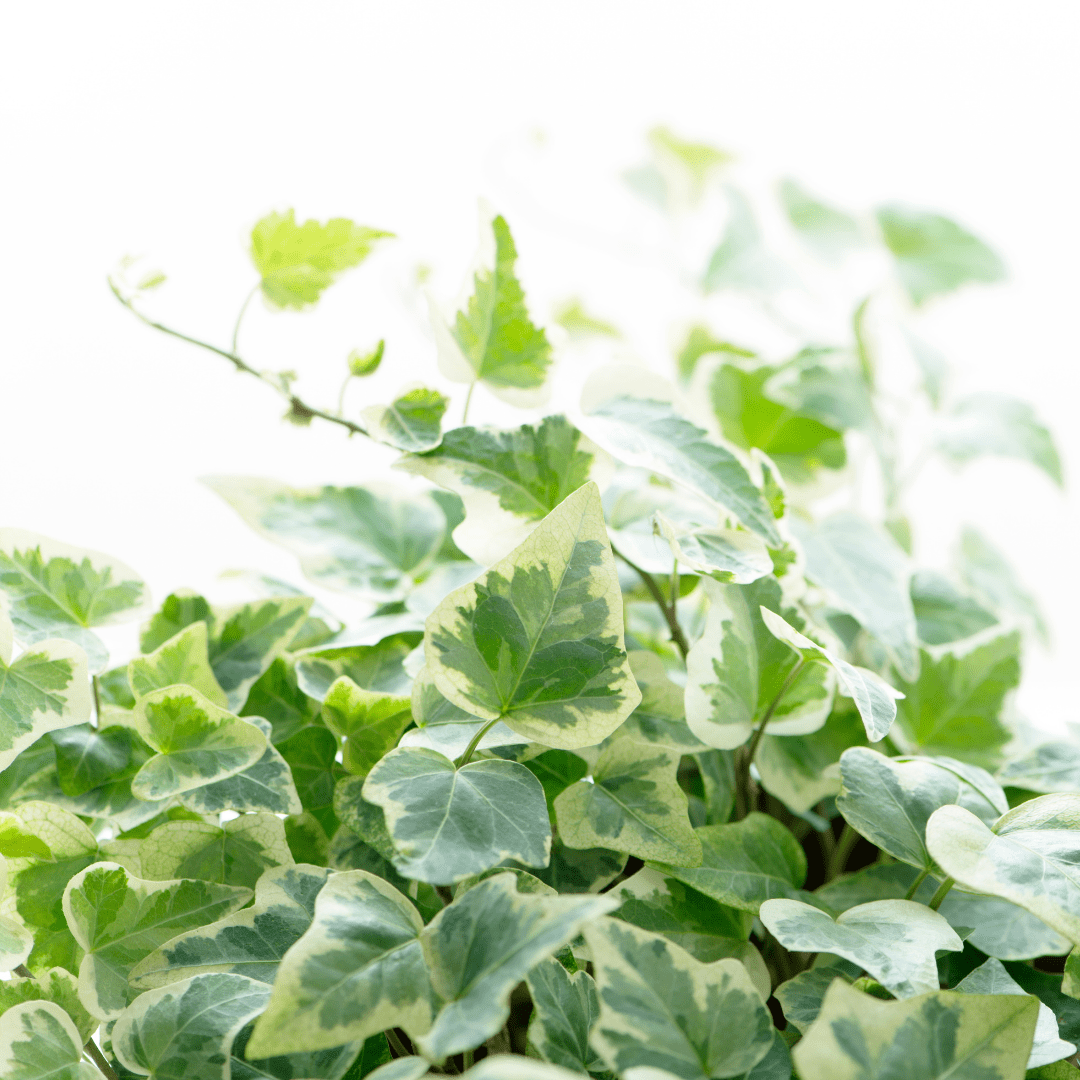 Hedera Helix Gold Variegated - Frankton's