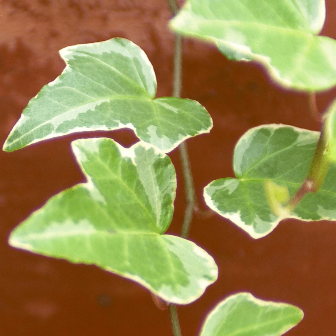Hedera Helix Gold Variegated - Frankton's