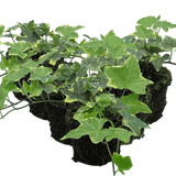 Hedera Helix Silver Variegated - Frankton's