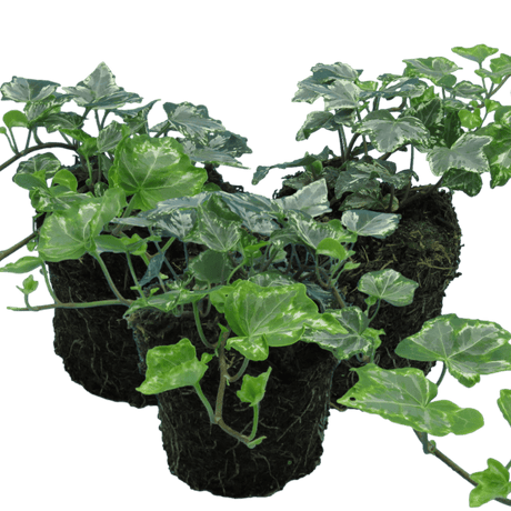 Hedera Helix Silver Variegated - Frankton's