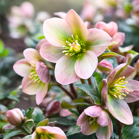 Hellebore Angel Glow - Frankton's