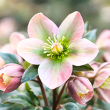 Hellebore Angel Glow - Frankton's