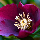 Hellebore Frostkiss Anna's Red - Frankton's