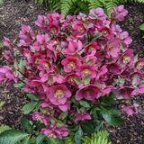Hellebore Frostkiss Anna's Red - Frankton's