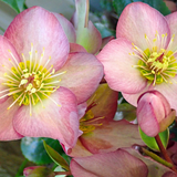 Hellebore Frostkiss Cheryl's Shine - Frankton's