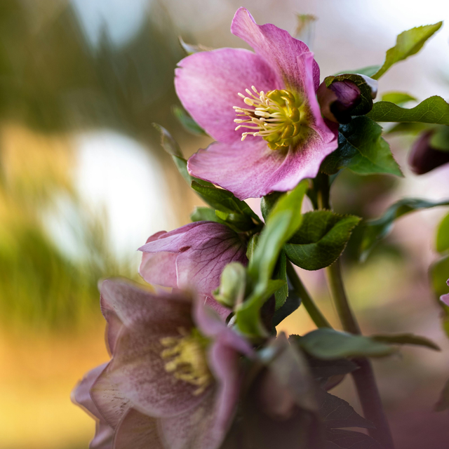 Hellebore Frostkiss Cheryl's Shine - Frankton's