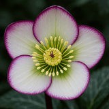 Hellebore Frostkiss Glenda's Gloss - Frankton's