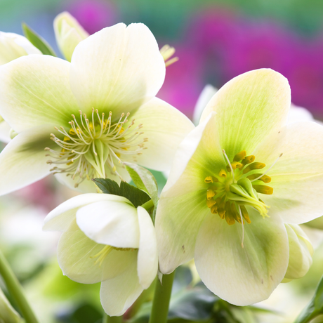 Hellebore Frostkiss Molly's White - Frankton's