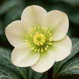 Hellebore Frostkiss Molly's White - Frankton's