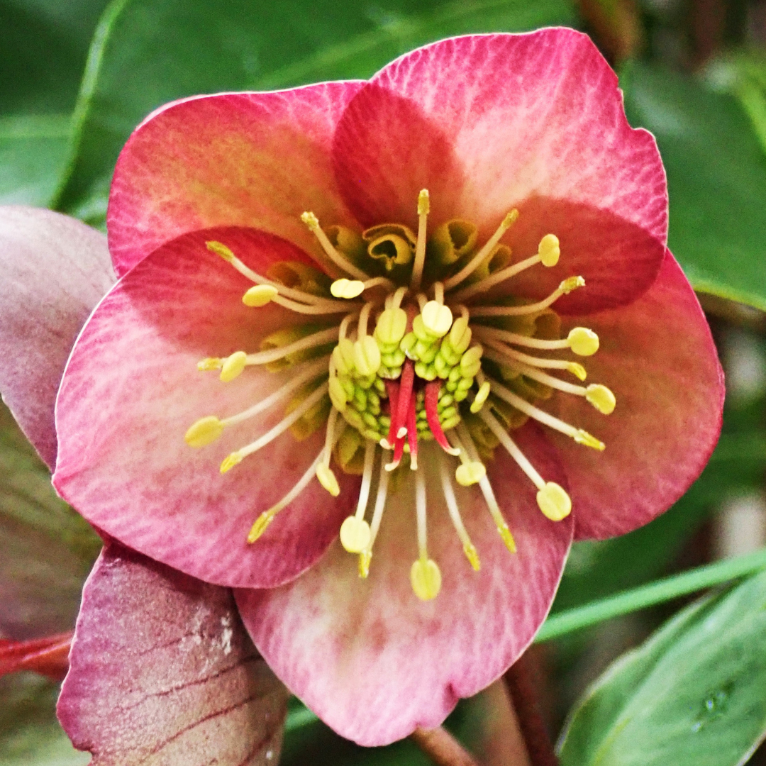Hellebore Frostkiss Penny's Pink - Frankton's