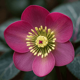 Hellebore Frostkiss Pippas Purple - Frankton's
