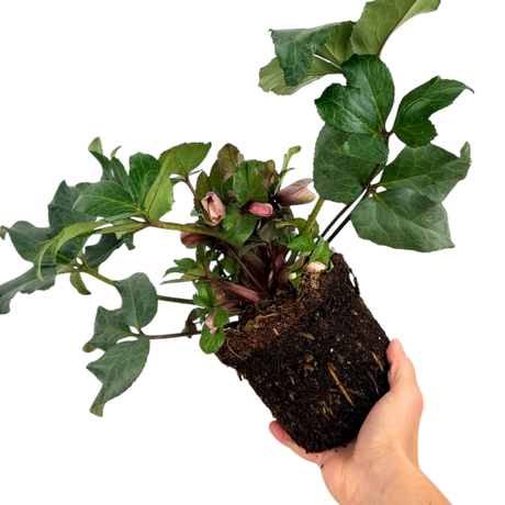 Hellebore Pirouette - Frankton's