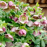 Hellebore Pirouette - Frankton's