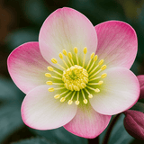Hellebore Pirouette - Frankton's