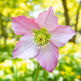 Hellebore Rosemary - Frankton's