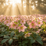 Hellebore Rosemary - Frankton's