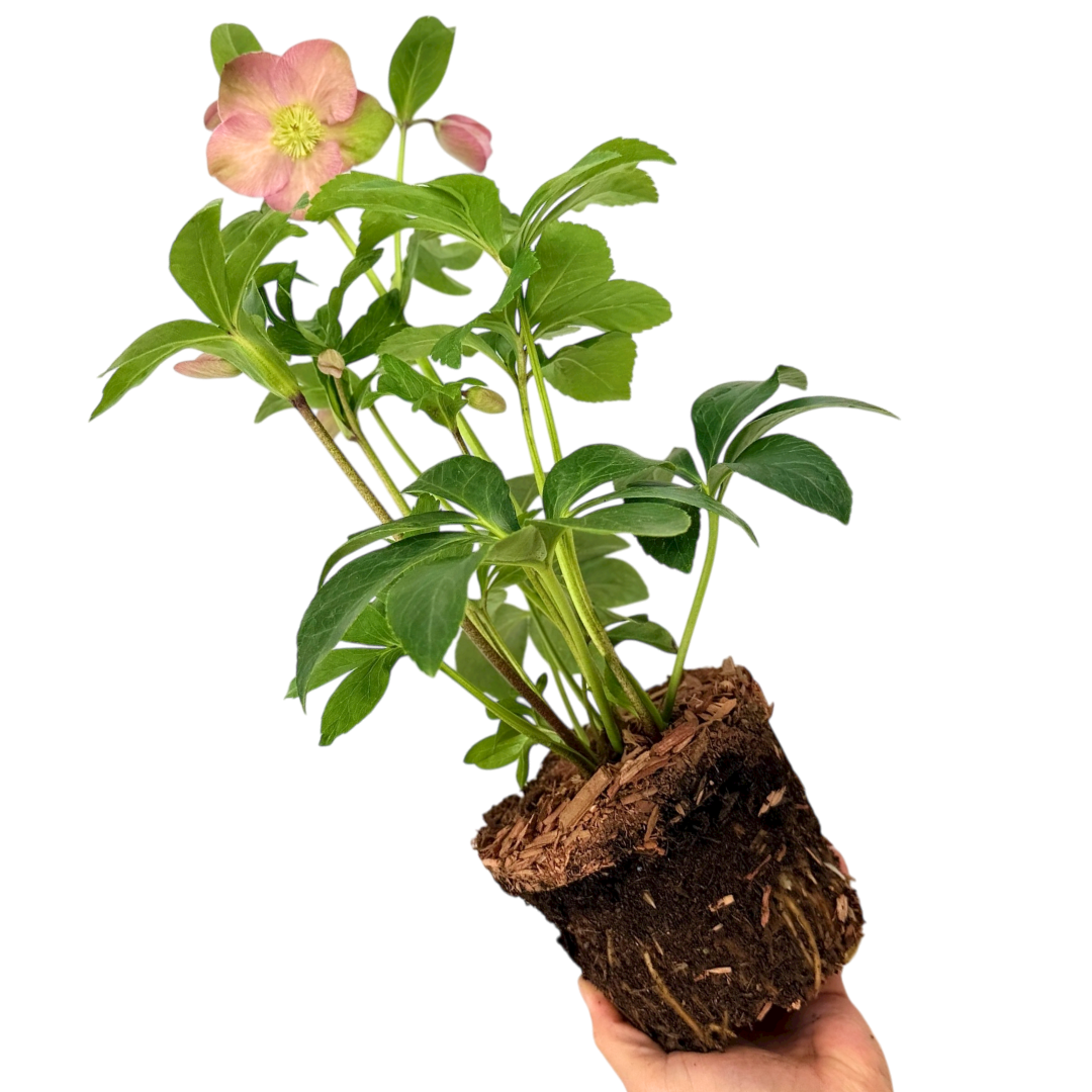 Hellebore Rosemary - Frankton's