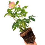Hellebore Rosemary - Frankton's