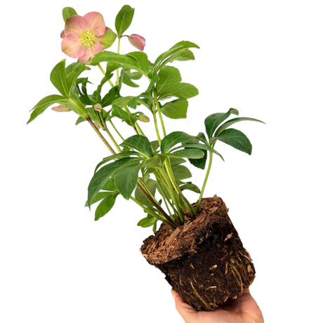 Hellebore Rosemary - Frankton's