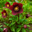 Hellebore Star of Passion - Frankton's