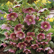 Hellebore Tutu - Frankton's