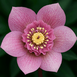 Hellebore Tutu - Frankton's