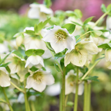 Hellebore Winter Moonbeam - Frankton's