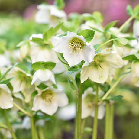 Hellebore Winter Moonbeam - Frankton's