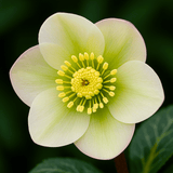 Hellebore Winter Moonbeam - Frankton's
