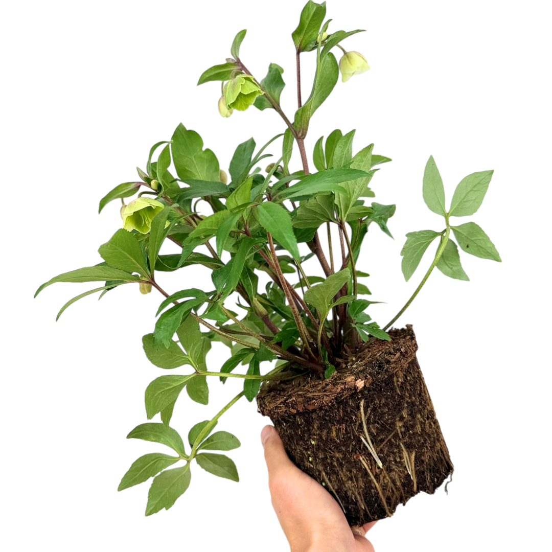 Hellebore Winter Moonbeam - Frankton's