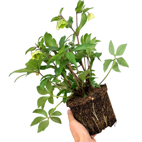 Hellebore Winter Moonbeam - Frankton's