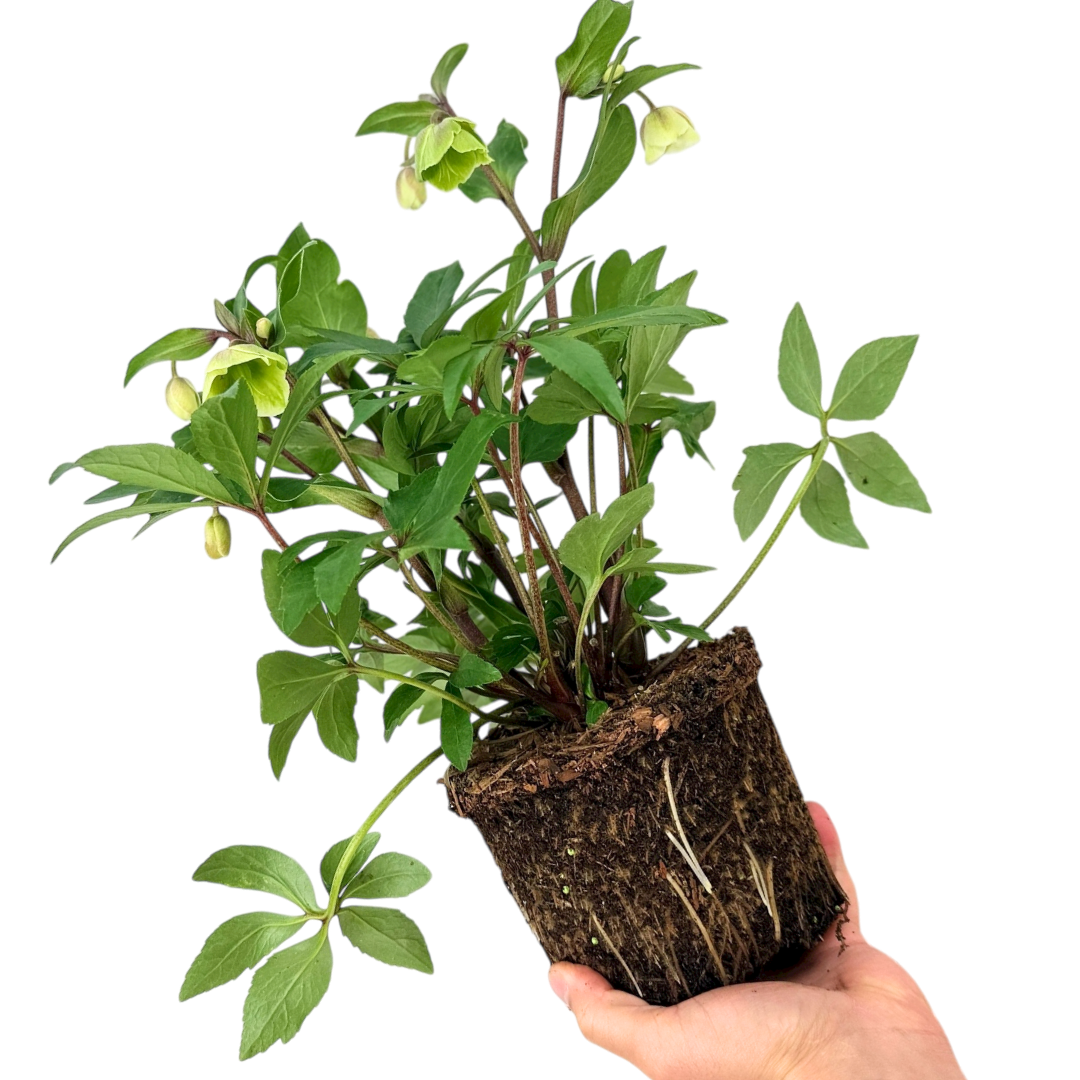 Hellebore Winter Sunshine - Frankton's