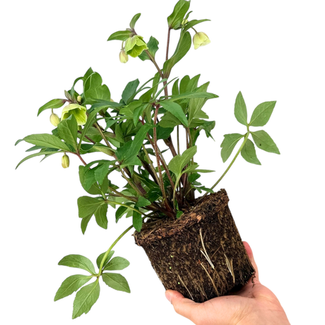 Hellebore Winter Sunshine - Frankton's