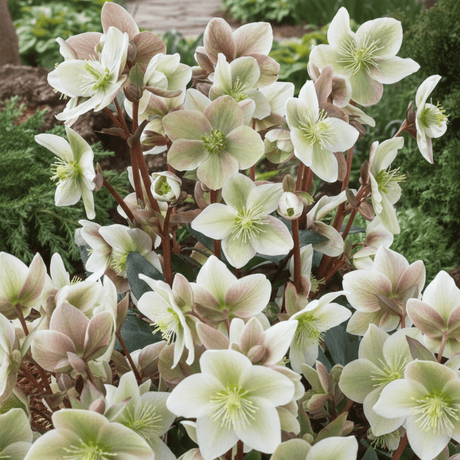 Hellebore Winter Sunshine - Frankton's