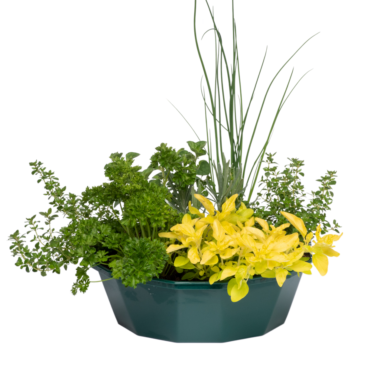 Herb Alfresco Mixed SpeedPlanter – 7 Fresh Culinary Herbs, Garden Ready - Frankton's
