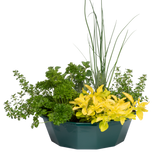 Herb Alfresco Mixed SpeedPlanter – 7 Fresh Culinary Herbs, Garden Ready - Frankton's