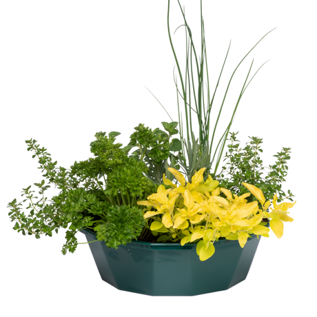 Herb Alfresco Mixed SpeedPlanter – 7 Fresh Culinary Herbs, Garden Ready - Frankton's