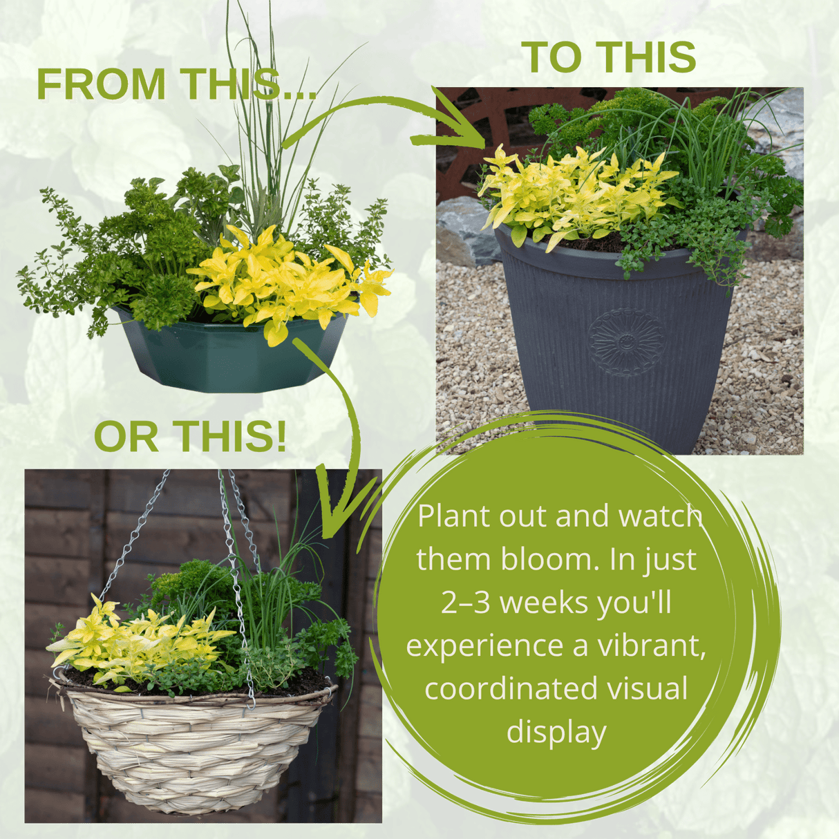 Herb Alfresco Mixed SpeedPlanter – 7 Fresh Culinary Herbs, Garden Ready - Frankton's