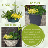 Herb Alfresco Mixed SpeedPlanter – 7 Fresh Culinary Herbs, Garden Ready - Frankton's