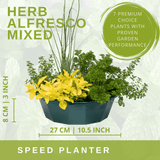 Herb Alfresco Mixed SpeedPlanter – 7 Fresh Culinary Herbs, Garden Ready - Frankton's