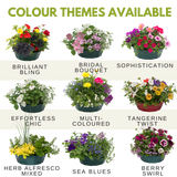 Herb Alfresco Mixed SpeedPlanter – 7 Fresh Culinary Herbs, Garden Ready - Frankton's