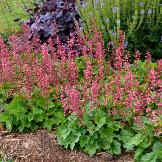 Heuchera Berry Timless - Frankton's